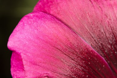 kırmızı çiçek yaprağı. Kapat