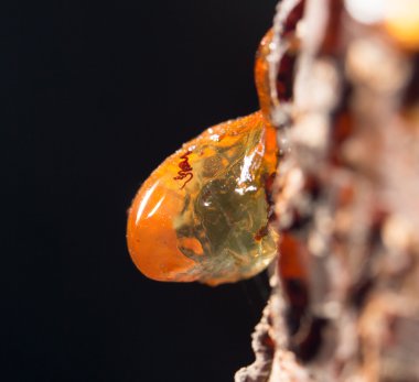 Ağaçtaki reçine. Kapat