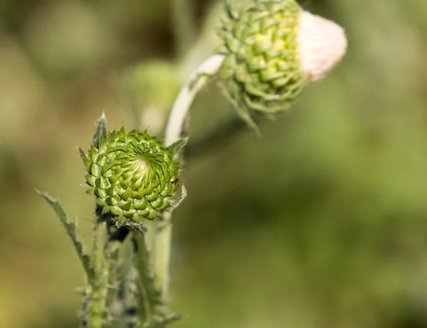 Gras bij zonsondergang in de natuur — Stockfoto