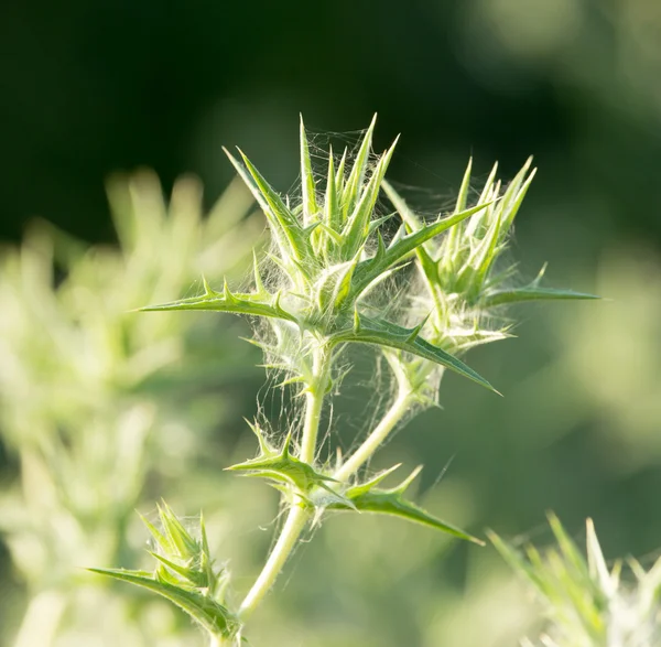 Gras bij zonsondergang in de natuur — Stockfoto