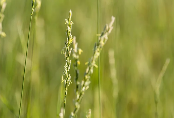 Herbe au coucher du soleil dans la nature — Photo