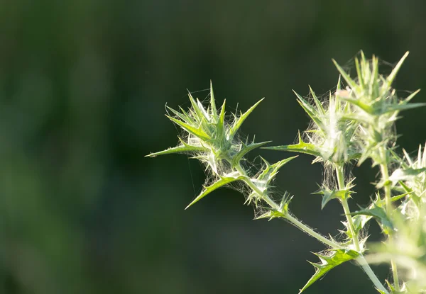 Gras bij zonsondergang in de natuur — Stockfoto