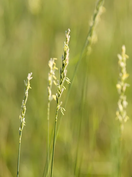 Gräs vid solnedgången i naturen — Stockfoto