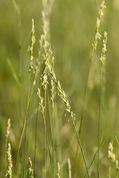 Grass at sunset in nature — Stock Photo, Image
