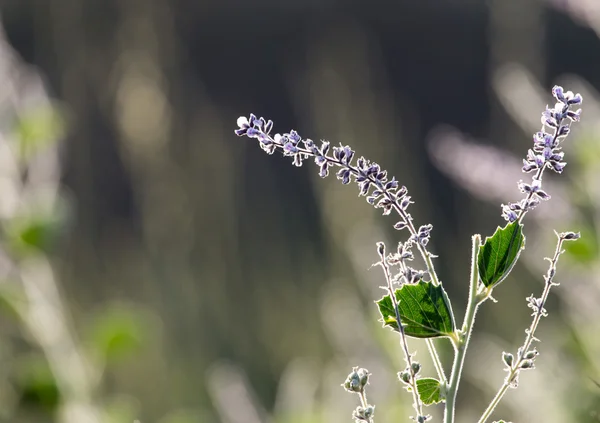 Erba al tramonto nella natura — Foto Stock