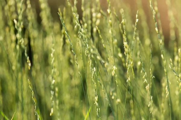 Erba al tramonto nella natura — Foto Stock