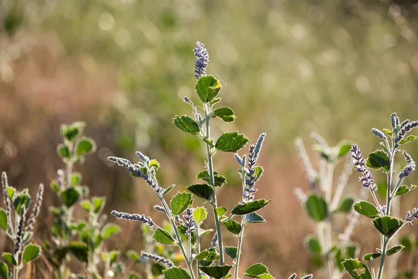 Gras bij zonsondergang in de natuur — Stockfoto