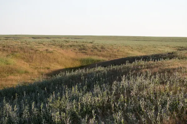 Herbe au coucher du soleil dans la nature — Photo