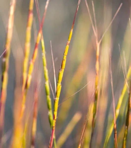 Doğada gün batımında çimen — Stok fotoğraf