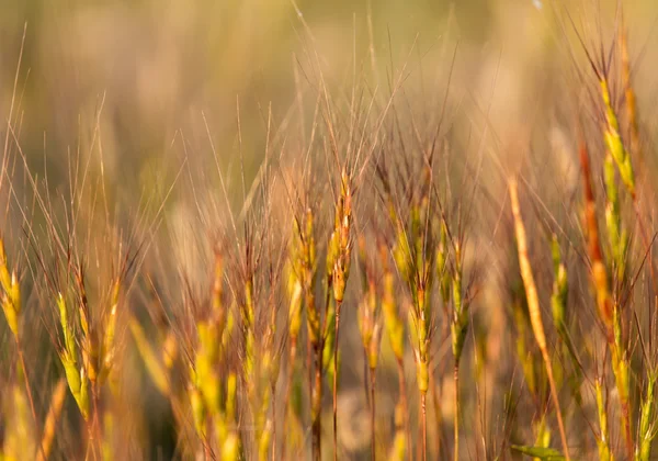 Trawa o zachodzie słońca w przyrodzie — Zdjęcie stockowe