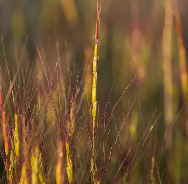 Gras bei Sonnenuntergang in der Natur — Stockfoto