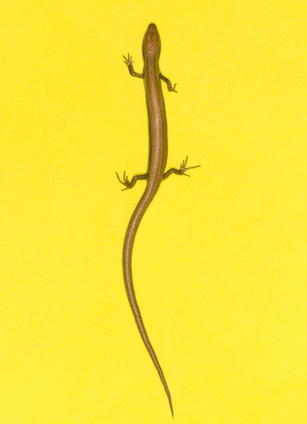 Ящерица на желтом фоне — стоковое фото