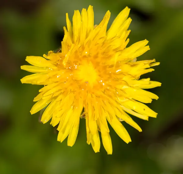 Pissenlit de printemps dans l'herbe verte — Photo