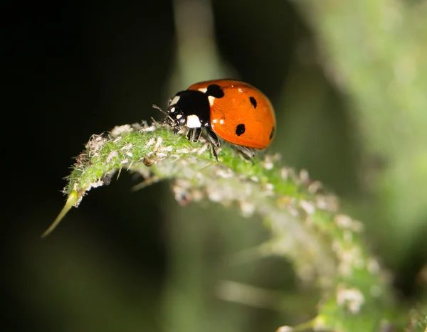 Coccinella sulla natura. vicino — Foto Stock