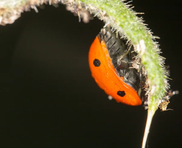 Dame sur la nature. fermer — Photo