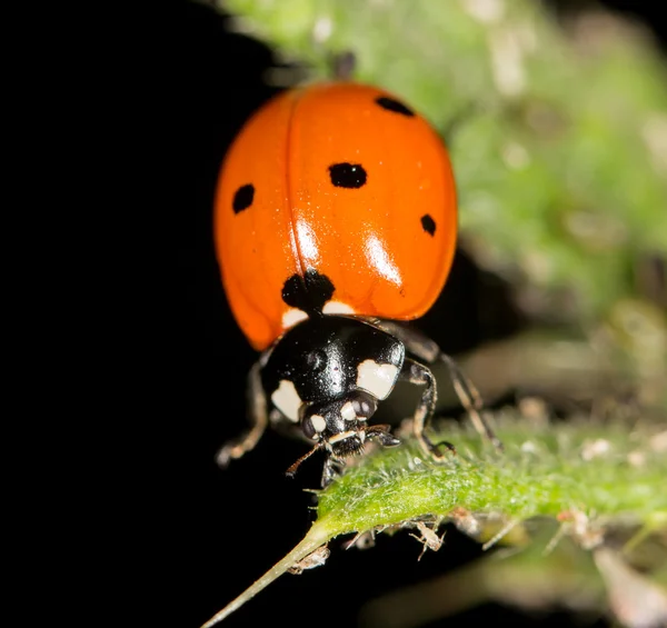 Dame sur la nature. fermer — Photo