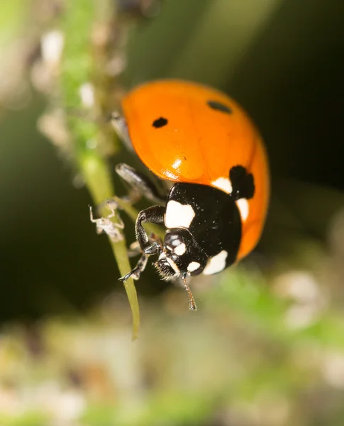 Dame sur la nature. fermer — Photo