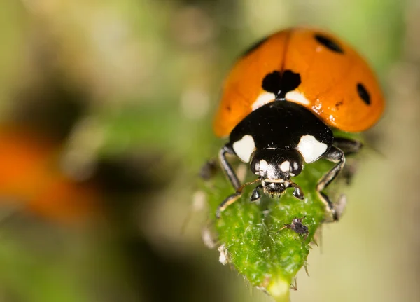 Ladybird on nature. close — Stock Photo, Image
