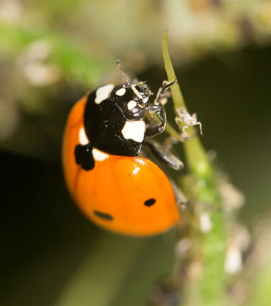 Ladybird niteliğine. Kapat — Stok fotoğraf