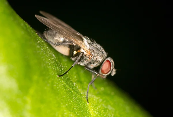 Flyga i naturen. Stäng — Stockfoto