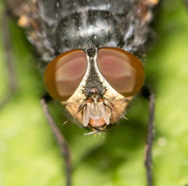 Fly in nature. close — Stock Photo, Image