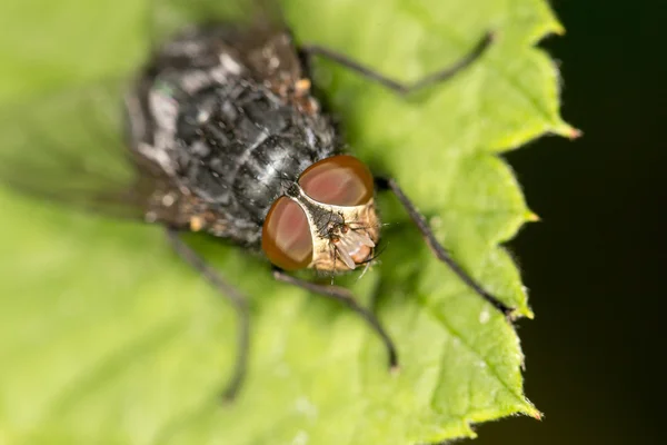 Vliegen in de natuur. sluiten — Stockfoto