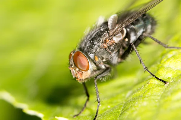 Flyga i naturen. Stäng — Stockfoto