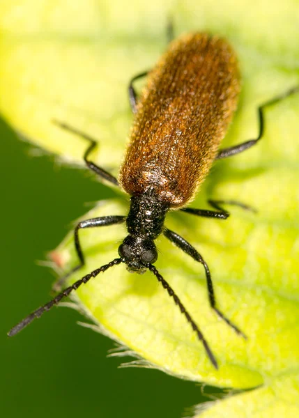 Un escarabajo sobre una hoja verde. cerrar —  Fotos de Stock