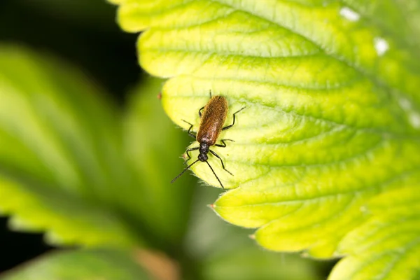 A beetle on a green leaf. close — Stock Photo, Image