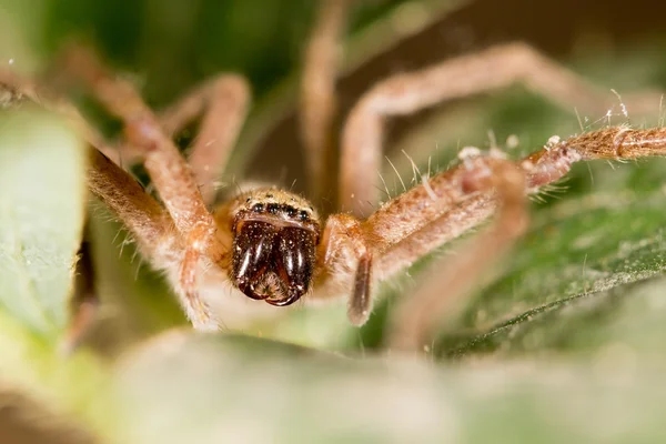 Retrato de una araña. cerrar —  Fotos de Stock