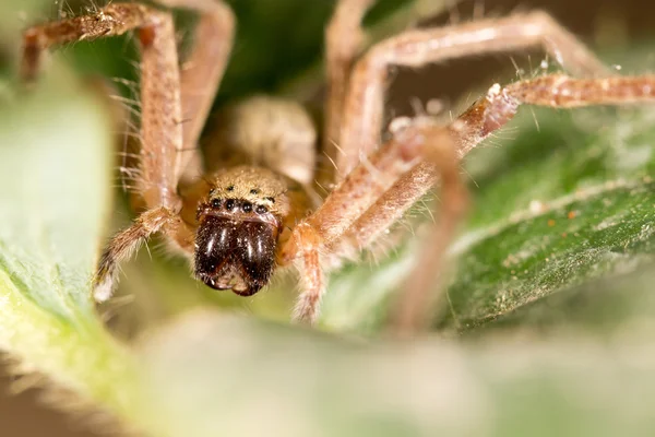 Retrato de uma aranha. fechar — Fotografia de Stock