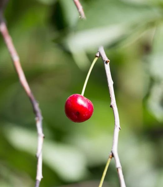 Cherry on the tree in nature — Stock Photo, Image