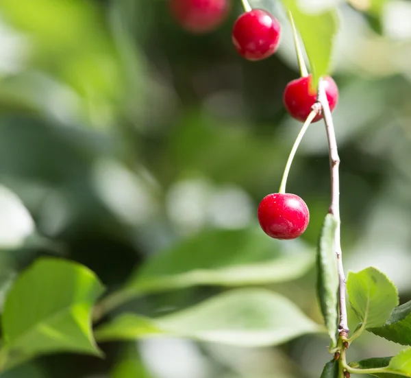 Cherry on the tree in nature — Stock Photo, Image