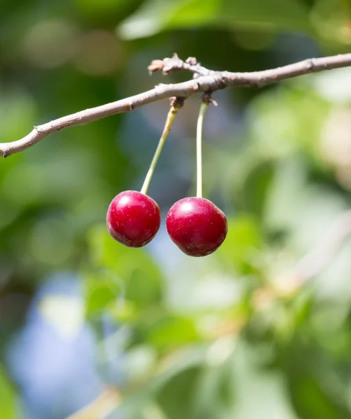 Cereza en el árbol en la naturaleza — Foto de Stock