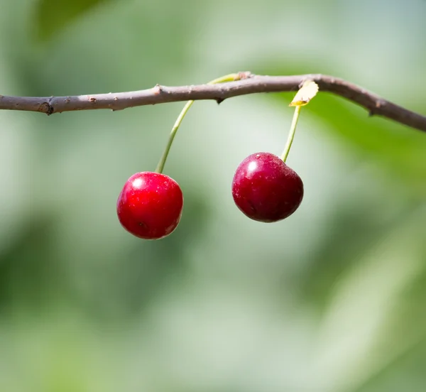 Kirsche auf dem Baum in der Natur — Stockfoto