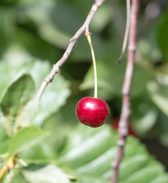 Cherry on the tree in nature — Stock Photo, Image