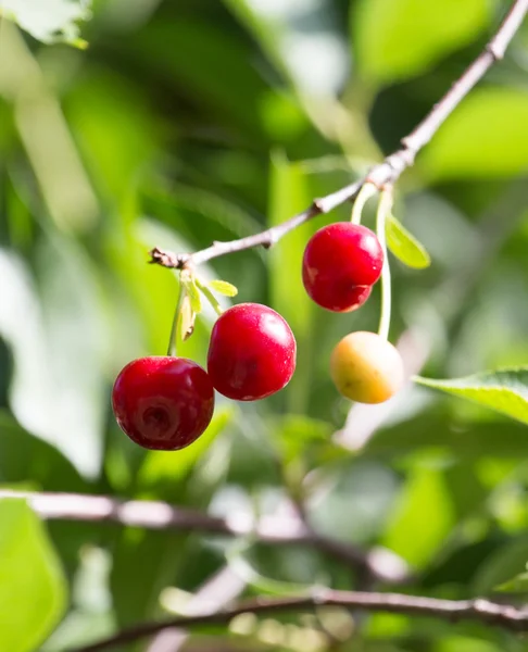 Cereza en el árbol en la naturaleza — Foto de Stock