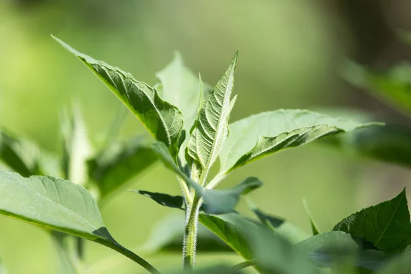 Gröna blad av en solros på naturen — Stockfoto