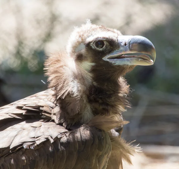 Águila en un parque sobre la naturaleza —  Fotos de Stock