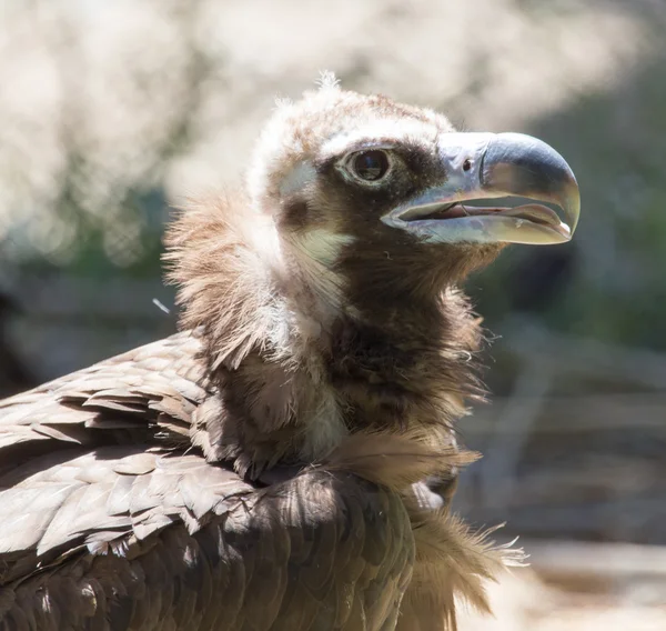 Águila en un parque sobre la naturaleza — Foto de Stock