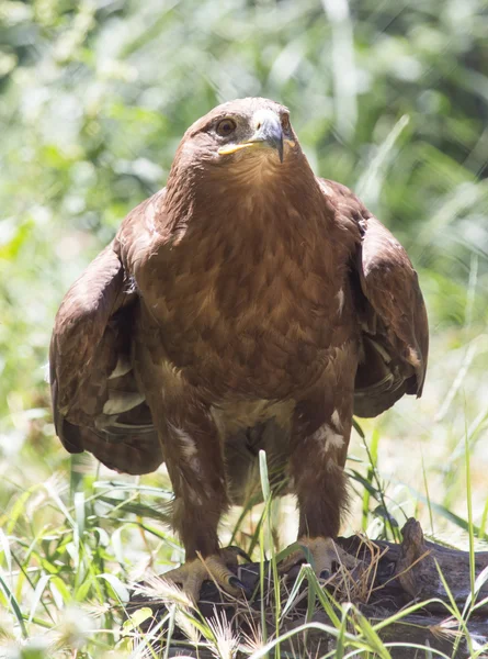 Aigle dans un parc sur la nature — Photo