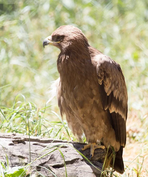 Eagle in a park on the nature — Stock Photo, Image