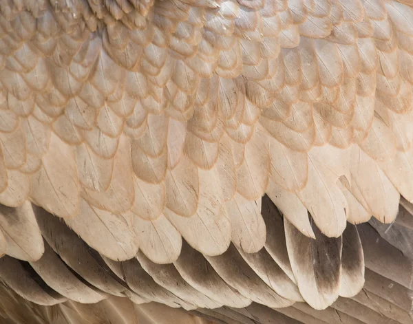 Aigle dans un parc sur la nature — Photo