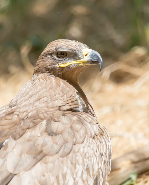 Aigle dans un parc sur la nature — Photo