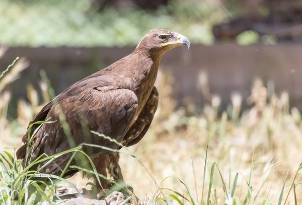 イーグルの性質上の公園 — ストック写真