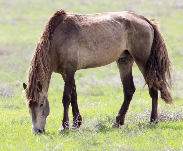 Un cavallo al pascolo — Foto Stock