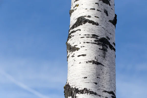 蓝天白桦树的树干 — 图库照片