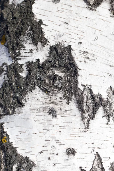 Background from the bark of the birch — Stock Photo, Image