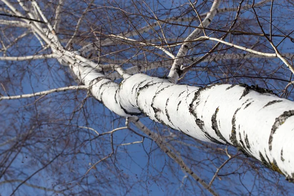 Nyírfa ellen a kék ég — Stock Fotó