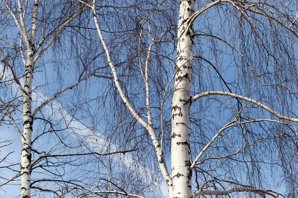 Doğa bagaja huş ağacı — Stok fotoğraf